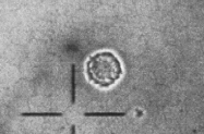 th_cell1.GIF