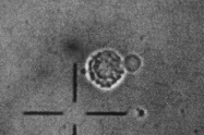 th_cell2.GIF