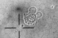 th_cell3.GIF