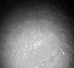 white light