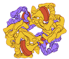 hemoglobin structure
